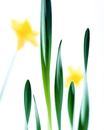 Photographies de recherche visuelle